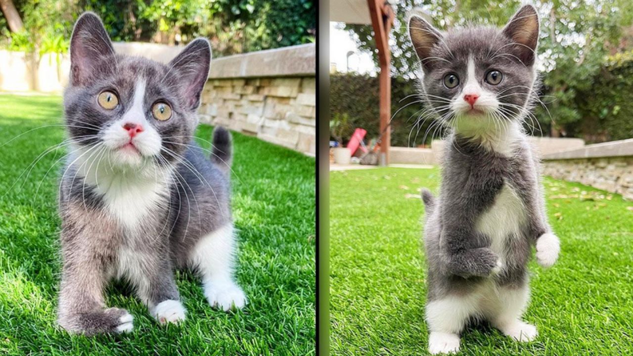 gatto bianco e grigio