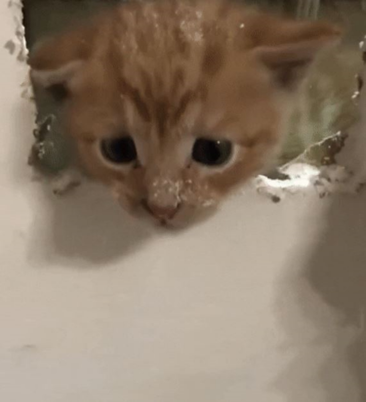 un gattino esce dal muro
