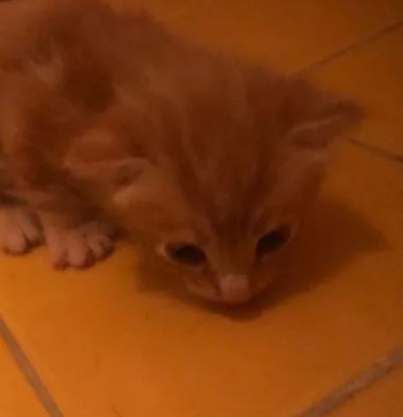 un gattino arancione nato da poco