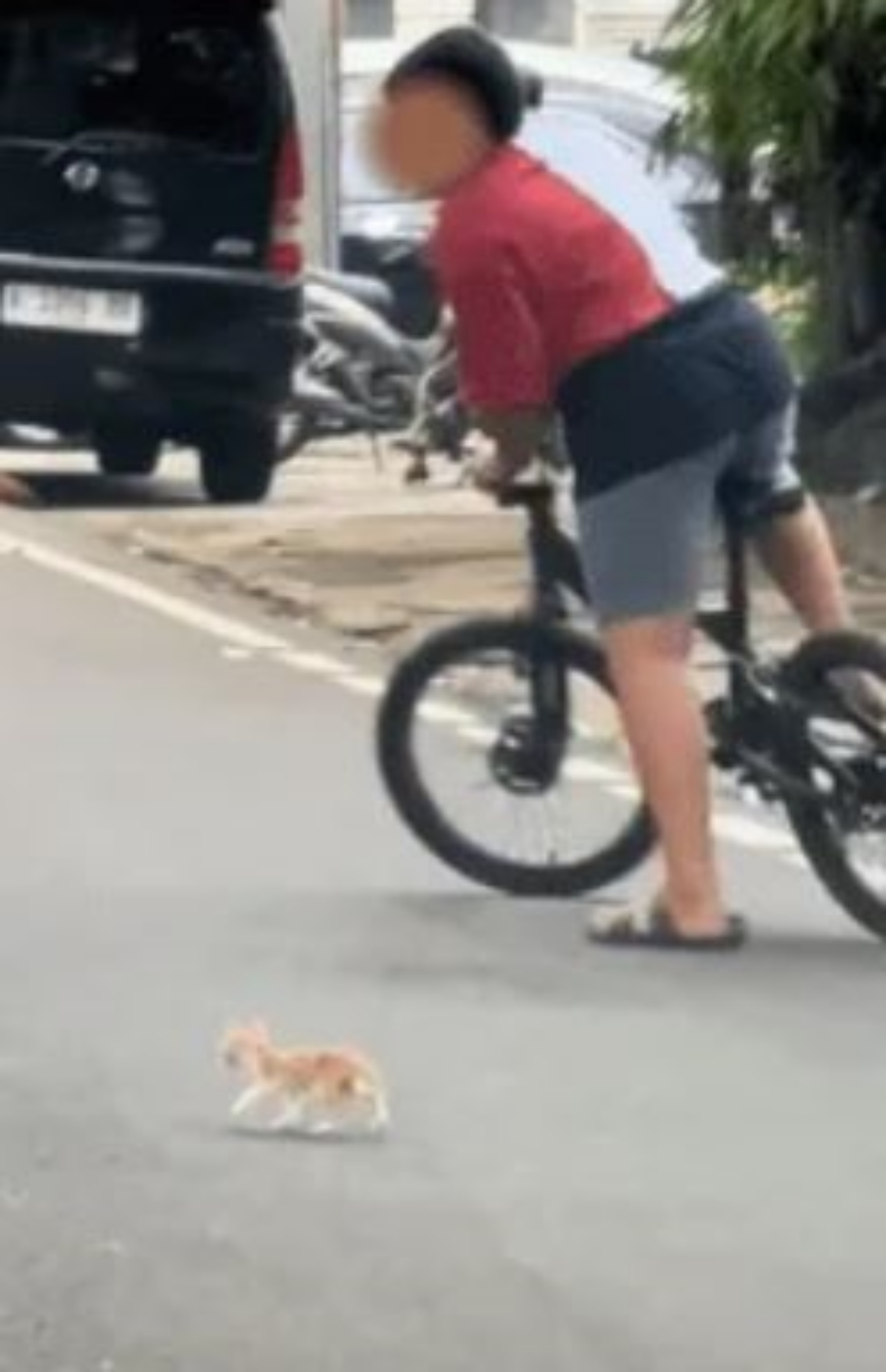 un bambino con un gattino