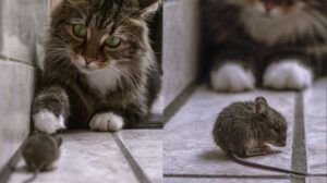 un gatto con un topo