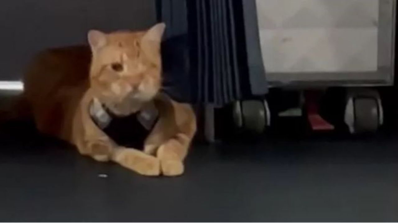 un gatto su un aereo
