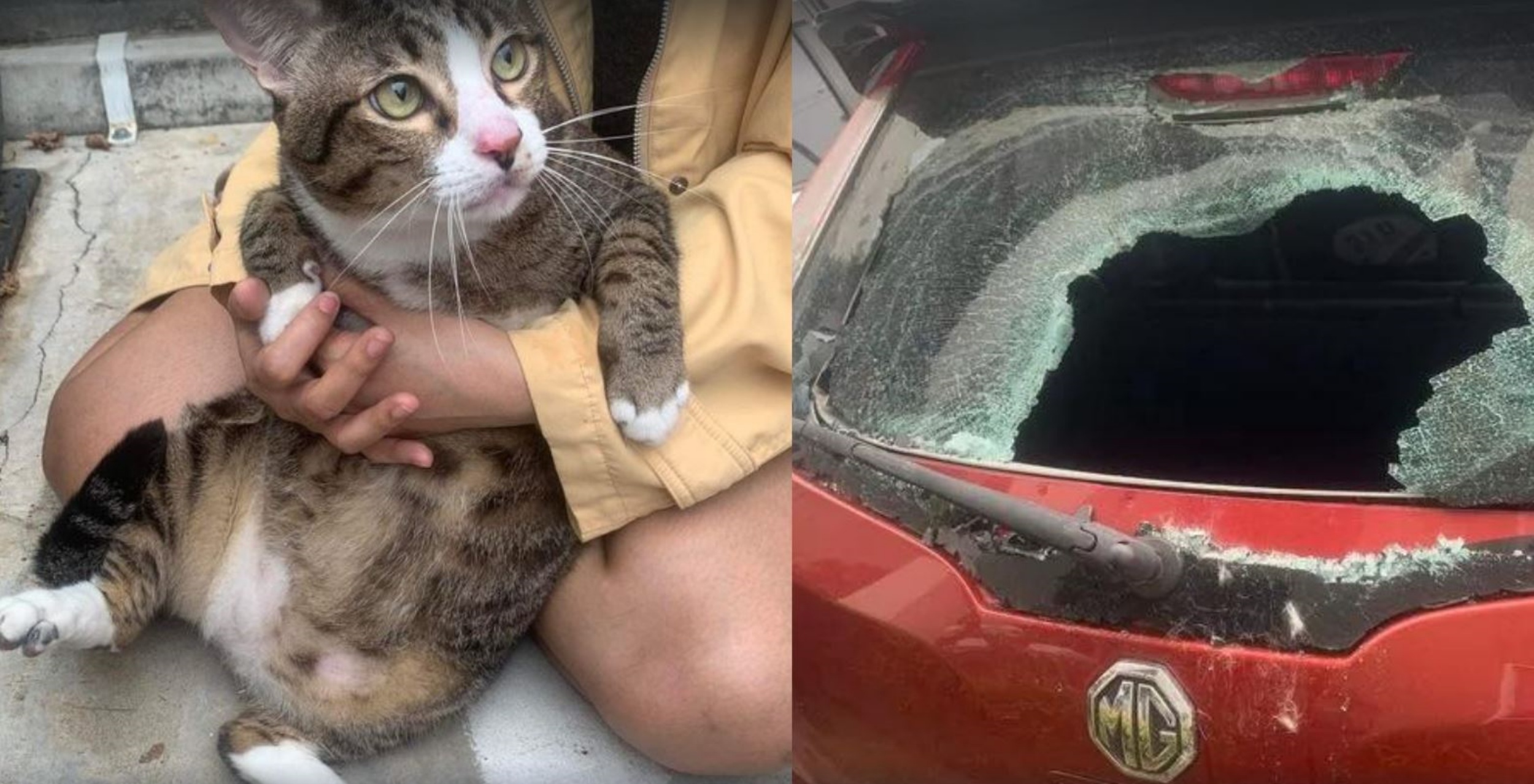 un gatto obeso di nome Shifu e un'auto con il vetro rotto