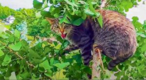 un gatto su un albero
