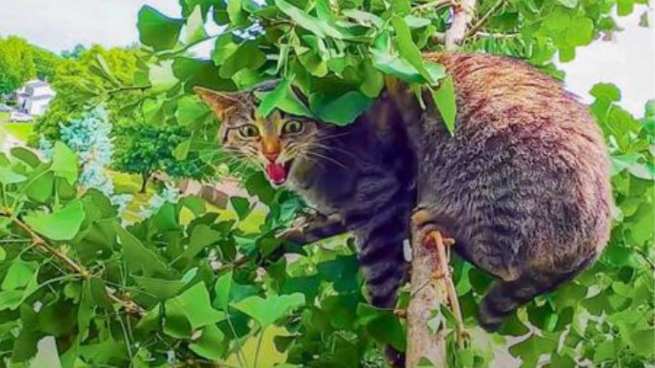 un gatto su un albero