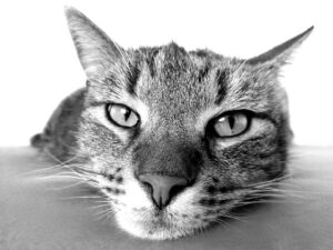 Gatto aggredisce un cane e nel quartiere appaiono cartelli sulla sua pericolosità
