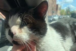 Il gatto aspetta sulla strada, poi salta su un Uber quando la porta si apre: vuole essere tolto dalla strada