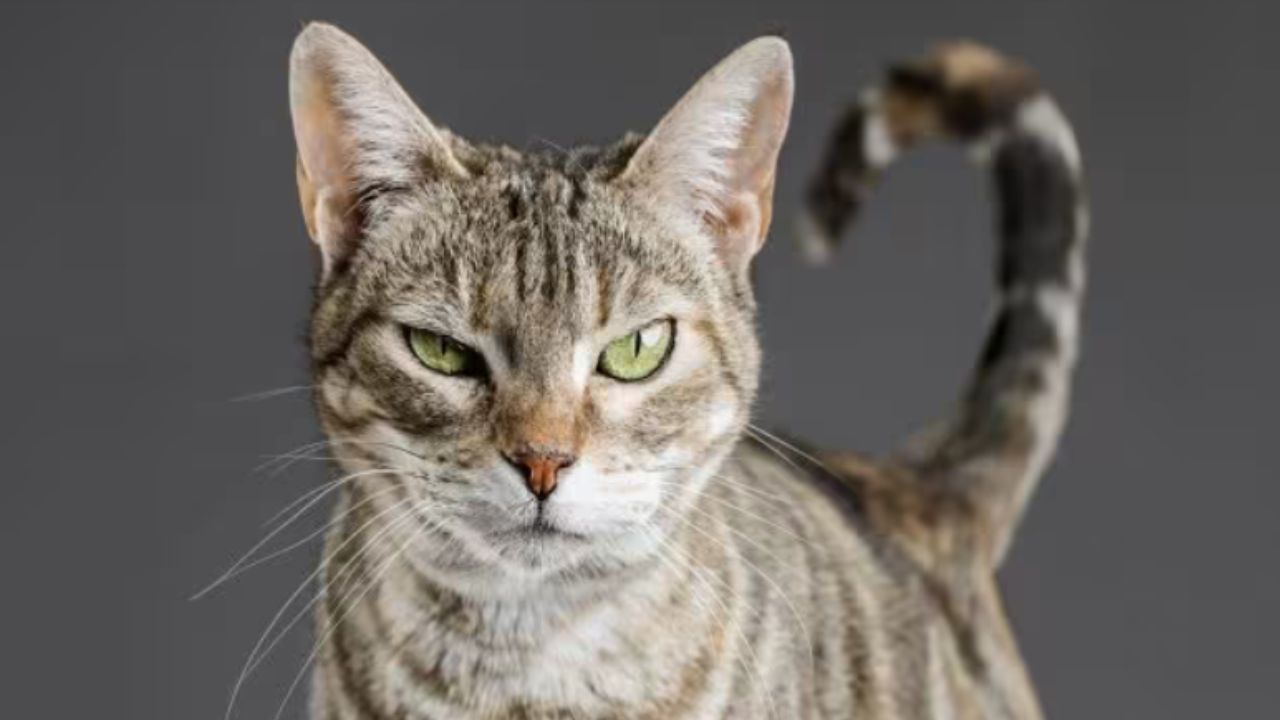 gatto che guarda davanti a sé