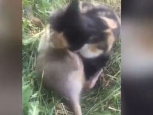 coppia di animali di specie diverse