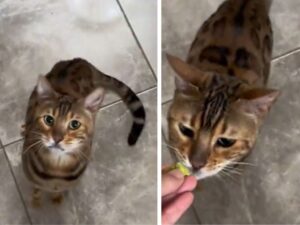 Questo gatto del Bengala ha un modo particolare per chiedere il suo frutto preferito