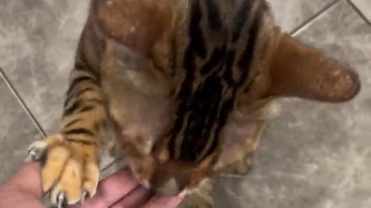 gatto che lecca le dita