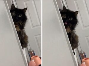gatto che si è arrampicato