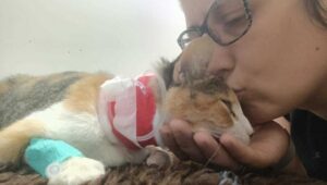 Gatto colpito da un chicco di grandine: Melody è tornata a miagolare