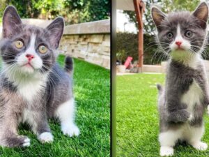 gatto con zampina deforme