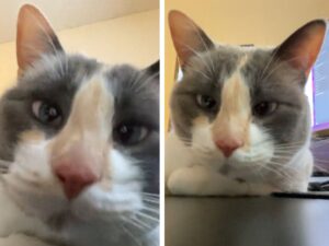 gatto che guarda la videocamera