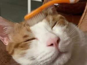 gatto con pelo bianco e arancione