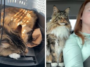 Il comportamento del gatto durante il viaggio in macchina con la mamma è tutto da vedere