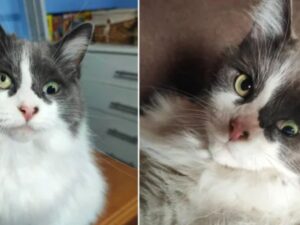gatto in casa