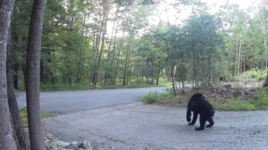 Il gatto coraggioso difende il suo proprietario e scaccia un orso da casa sua