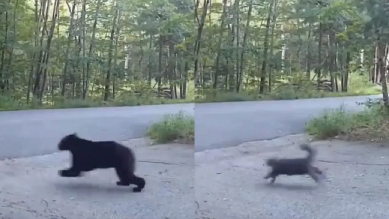 Gatto nero contro l'orso