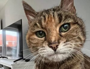 Gatto di 22 anni scaricato in un bidone da alcuni bambini