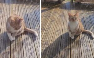 Il gatto finge di avere gravi problemi pur di entrare in casa e farsi adottare da questa famiglia (VIDEO)