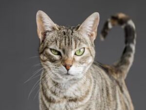 gatto tigrato