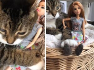 Non solo gli esseri umani: anche questa gatta adesso è ossessionata da Barbie