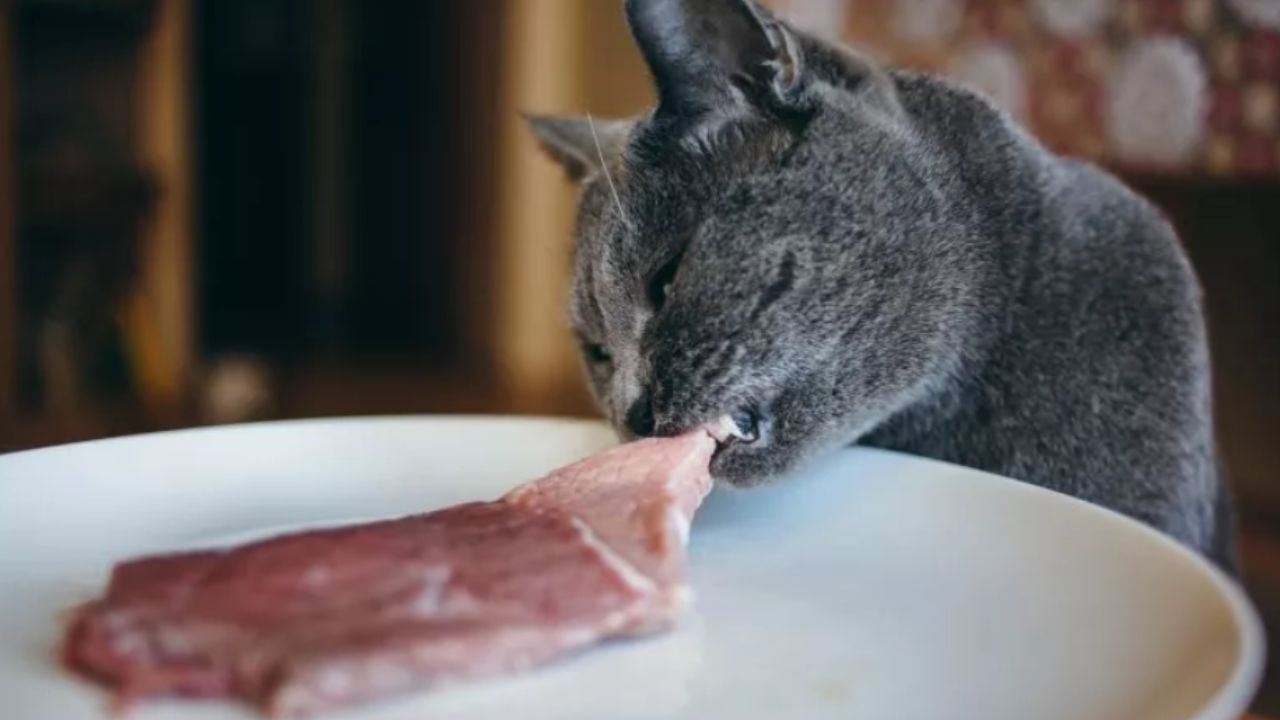 gatto che morde una bistecca
