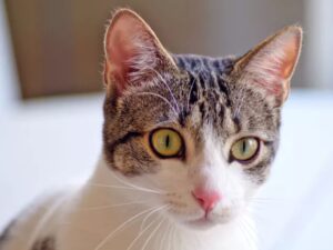 gatto che guarda dritto