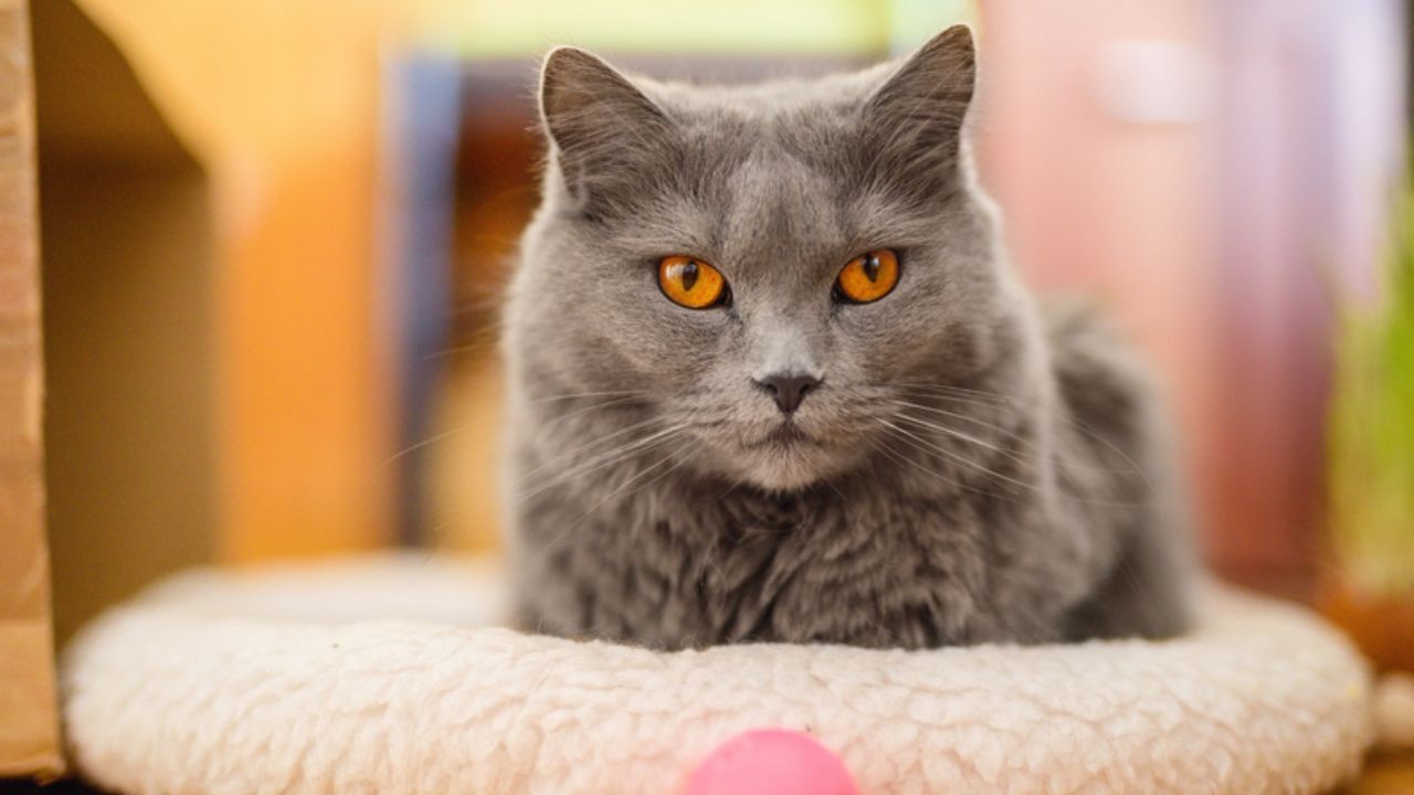 gatto con occhi arancioni