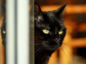 gatto che guarda davanti a sé