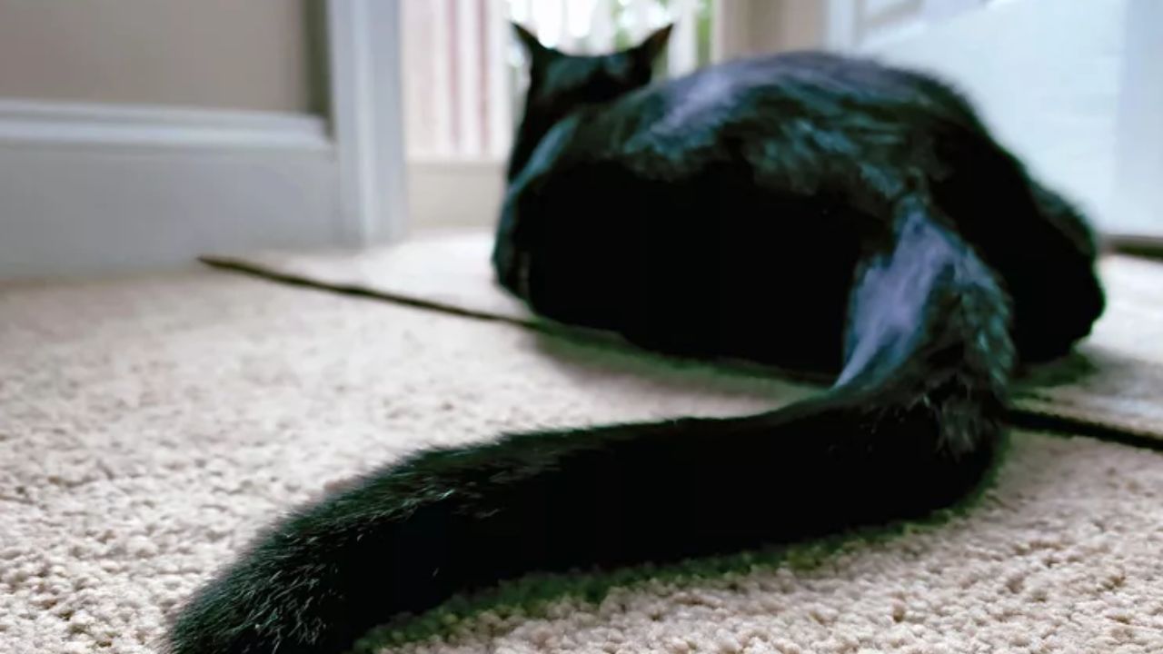 gatto sul pavimento