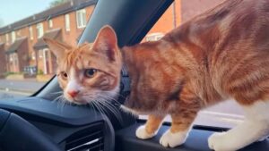 Gatto percorre 70 miglia dopo “aver chiesto” passaggi a due auto