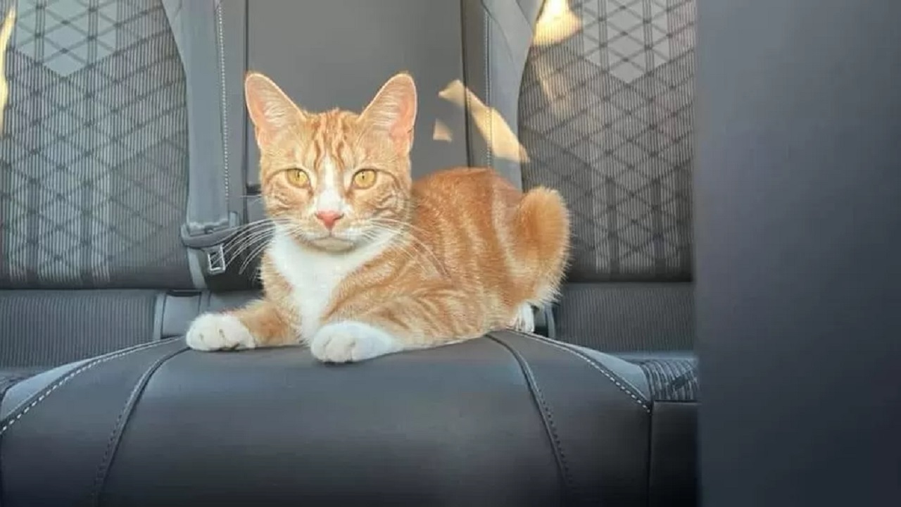Gatto seduto in auto