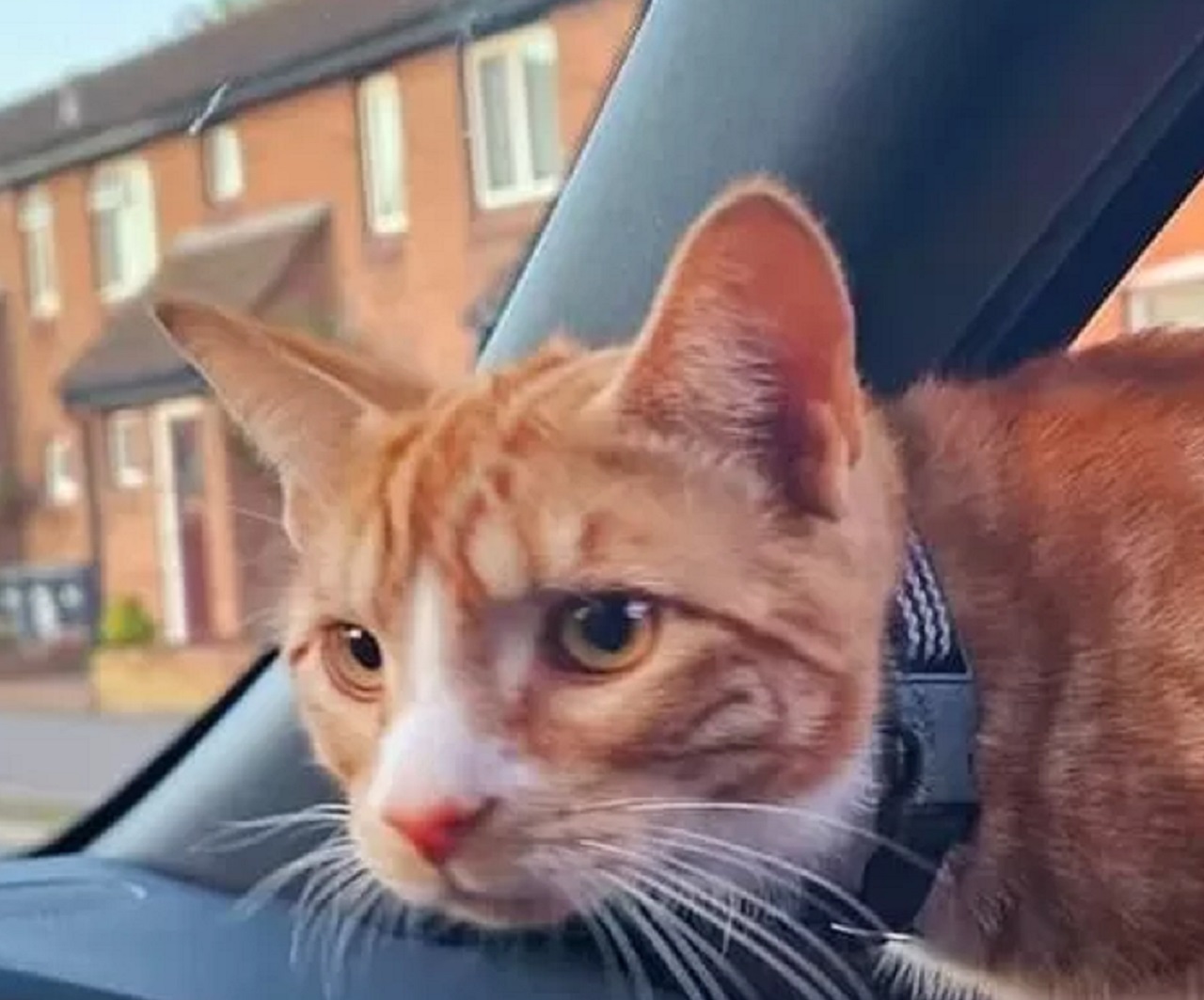 Gatto attento in auto