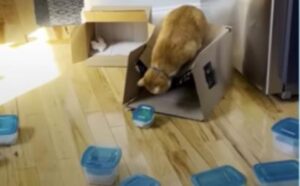 gatto euforico