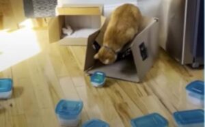 Il gatto ama i contenitori, così i suoi genitori decidono di fargli un regalo indimenticabile (VIDEO)