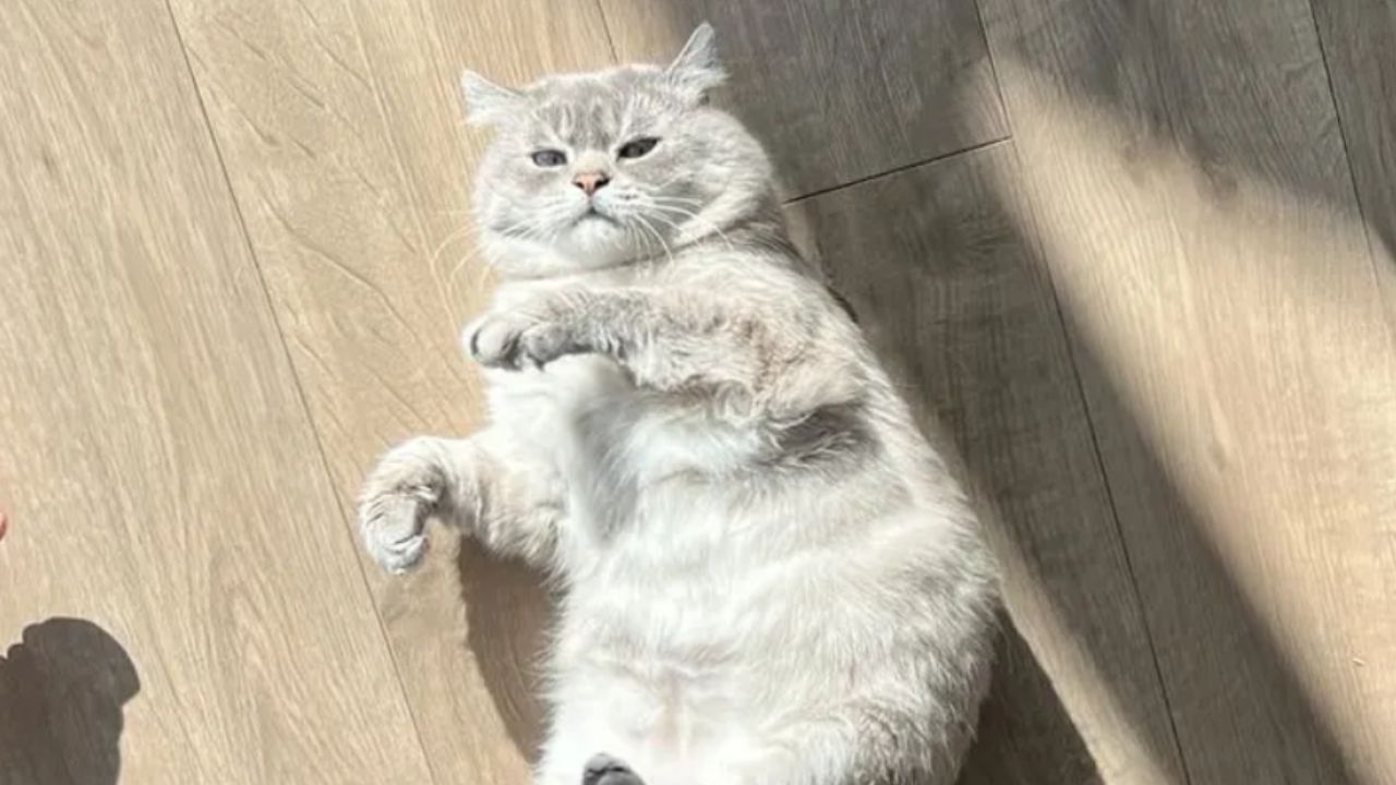 gatto sotto i raggi del sole