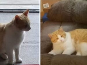 gatto che si riposa