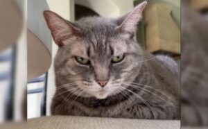 gatto grigio