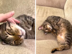 gatto con manto tigrato