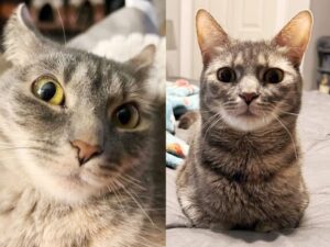 gatto che guarda dritto davanti a sé