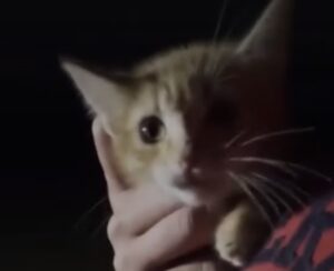 Gatto veglia la mamma che ha perso la vita: adesso ha una casa per sempre
