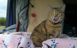 gatto in viaggio
