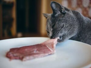 gatto con occhi socchiusi