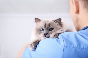 Come capire se il gatto vuole attenzioni