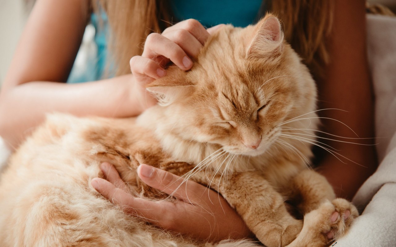 gatto che si fa coccolare dalla padrona