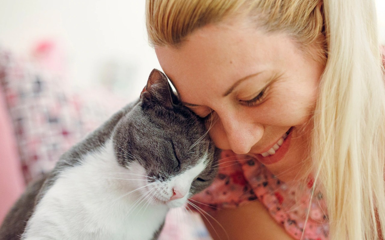 gatto che struscia la testa su una ragazza