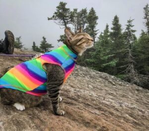 un gatto in montagna